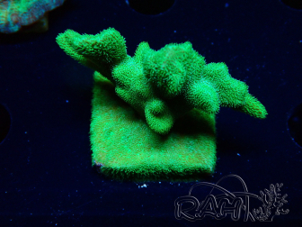 WYSIWYG - RAH Psammocora Green Branching
