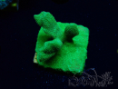 WYSIWYG - RAH Psammocora Green Branching 5