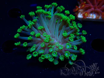 WYSIWYG RAH Alveopora Green Goblin 17D3