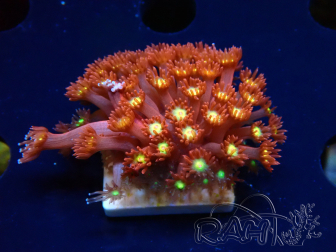 WYSIWYG Bernardpora stutchburyi