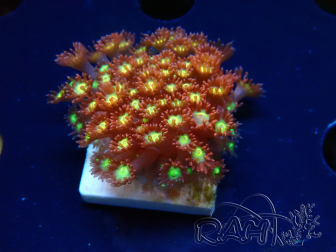 WYSIWYG Bernardpora stutchburyi