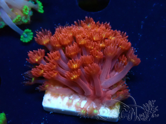 WYSIWYG Bernardpora stutchburyi