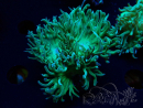 WYSIWYG Duncanopsammia axifuga Green 3