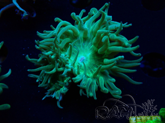 WYSIWYG Duncanopsammia axifuga Verde