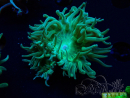 WYSIWYG Duncanopsammia axifuga Verde