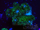 WYSIWYG Pocillopora damicormis Oro folle