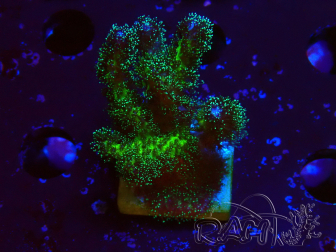WYSIWYG Pocillopora damicormis Gold insane 1D5