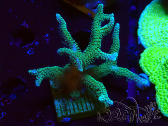 WYSIWYG Seriatopora caliendrum Ibrido (Uccello del paradiso-Neon) 1F4