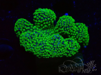 WYSIWYG Stylophora Rose polypes vert fluo
