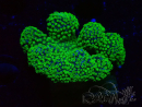 WYSIWYG Stylophora Rose fluoreszierende grüne Polypen