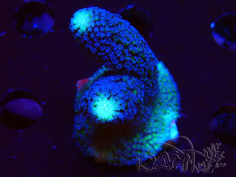 WYSIWYG Stylophora milka