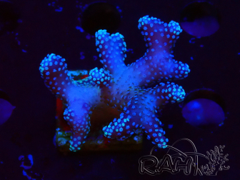 WYSIWYG Stylophora Pink Blue Polyps