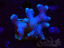WYSIWYG Stylophora Pink Blue Polyps
