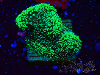 WYSIWYG Stylophora Verde Fluo