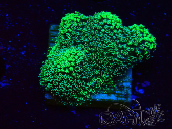 WYSIWYG Green Fluorescent Stylophora