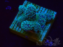 WYSIWYG RAH Stylophora Metallic Blau
