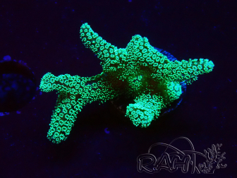 WYSIWYG Seriatopora caliendrum Electric Green