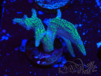 WYSIWYG Seriatopora caliendrum Pink