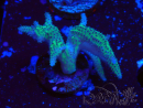 WYSIWYG Seriatopora caliendrum Rosa
