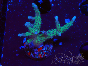 WYSIWYG Seriatopora caliendrum Rosa