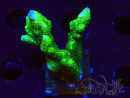 WYSIWYG - Green Montipora digitata
