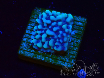 WYSIWYG Montipora undata 1O6