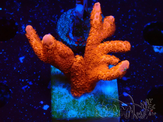 WYSIWYG montipora  rouge pousse rouge
