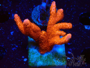 WYSIWYG red montipora grows red