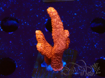 WYSIWYG Montipora rot wächst rot