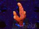 WYSIWYG montipora roja crece roja