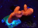 WYSIWYG Montipora rot wächst rot