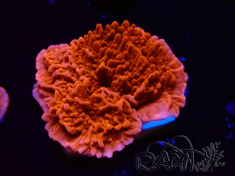 WYSIWYG Red Montipora Plateau