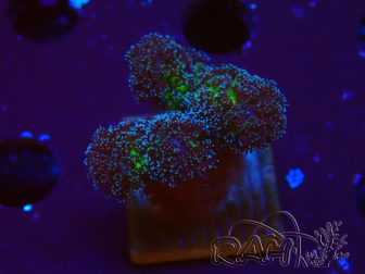 WYSIWYG Stylophora Pinkish