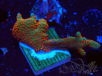 WYSIWYG Montipora digitata