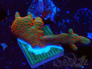 WYSIWYG Montipora digitata