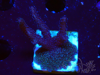 WYSIWYG Montipora Polype Violet
