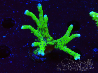 WYSIWYG - BR Grüner Goblin Anacropora
