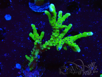 WYSIWYG - BR Green Goblin Anacropora 1V3