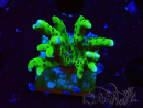 WYSIWYG - BR Green Goblin Anacropora