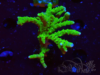 WYSIWYG - BR Green Goblin Anacropora