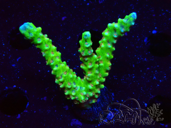 WYSIWYG - AK Goldenrod Anacropora 1W2