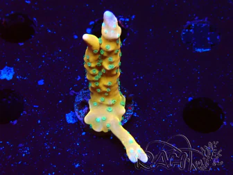 WYSIWYG - MH Tropicana Anacropora 1X1