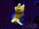 WYSIWYG - MH Tropicana Anacropora
