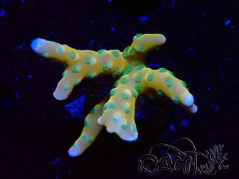 WYSIWYG - MH Tropicana Anacropora