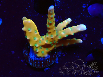 WYSIWYG - MH Tropicana Anacropora 1X5