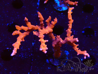 WYSIWYG - JF TNT Anacropora 1Y2