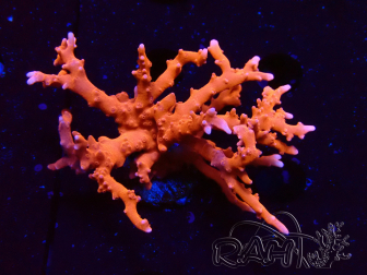 WYSIWYG - JF TNT Anacropora 1Y5