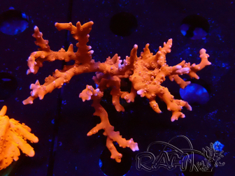 WYSIWYG - JF TNT Anacropora