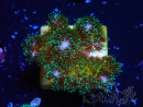 WYSIWYG Pocillopora damicormis Gold insane 1D2