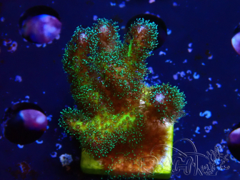 WYSIWYG Pocillopora damicormis Gold insane